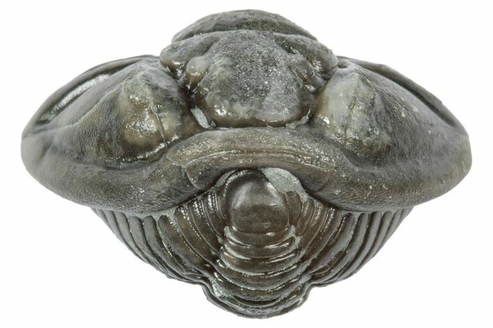 Wide Enrolled Flexicalymene Trilobite - Mt Orab, Ohio #358121